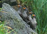 Crested Auklet